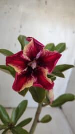 Planta Simples 2968 – 30cm – 02 anos