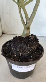 Planta Simples 2968 – 30cm – 02 anos - Imagem 7