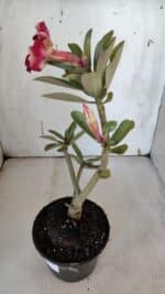 Planta Simples 2968 – 30cm – 02 anos - Imagem 6