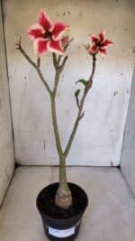 Planta Simples 2969 – 35cm – 03 anos - Imagem 2