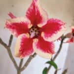 Planta Simples 2969 – 35cm – 03 anos