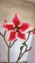 Planta Simples 2969 – 35cm – 03 anos