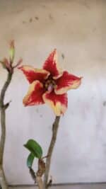 Planta Simples 2969 – 35cm – 03 anos - Imagem 4