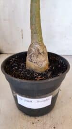 Planta Simples 2969 – 35cm – 03 anos - Imagem 5