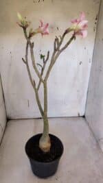 Planta Simples 2970 – 35cm – 03 anos - Imagem 2