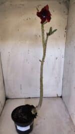 Planta Simples 2970 – 35cm – 03 anos - Imagem 6