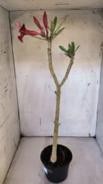 Planta Simples 2970 – 35cm – 03 anos - Imagem 5