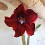 Planta Simples 2970 – 35cm – 03 anos