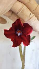 Planta Simples 2970 – 35cm – 03 anos