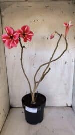 Planta Simples 2972 – 40cm – 03 anos - Imagem 2