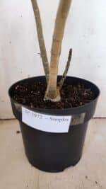 Planta Simples 2972 – 40cm – 03 anos - Imagem 8