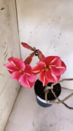 Planta Simples 2972 – 40cm – 03 anos - Imagem 5