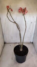 Planta Simples 2972 – 40cm – 03 anos - Imagem 7