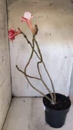 Planta Simples 2972 – 40cm – 03 anos - Imagem 6