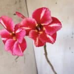 Planta Simples 2972 – 40cm – 03 anos