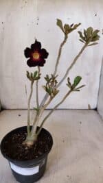 Planta Simples 2973 – 30cm – 03 anos - Imagem 2