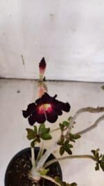 Planta Simples 2973 – 30cm – 03 anos - Imagem 5