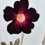 Planta Simples 2973 – 30cm – 03 anos