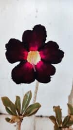 Planta Simples 2973 – 30cm – 03 anos