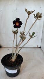 Planta Simples 2973 – 30cm – 03 anos - Imagem 8