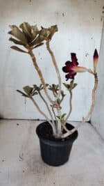 Planta Simples 2973 – 30cm – 03 anos - Imagem 7