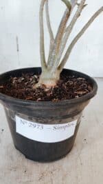 Planta Simples 2973 – 30cm – 03 anos - Imagem 6