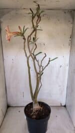 Planta Simples 2974 – 50cm – 04 anos - Imagem 7