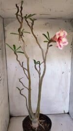 Planta Simples 2974 – 50cm – 04 anos - Imagem 5