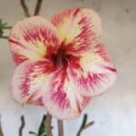 Planta Simples 2974 – 50cm – 04 anos