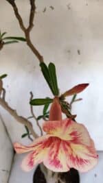 Planta Simples 2974 – 50cm – 04 anos - Imagem 4