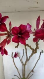 Planta Simples 2976 – 50cm – 04 anos