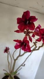 Planta Simples 2976 – 50cm – 04 anos - Imagem 4