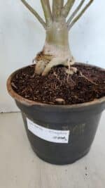 Planta Simples 2976 – 50cm – 04 anos - Imagem 7