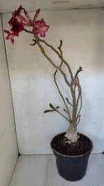 Planta Simples 2976 – 50cm – 04 anos - Imagem 6