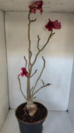 Planta Simples 2976 – 50cm – 04 anos - Imagem 5