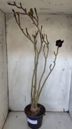 Planta Simples 2977 – 40cm – 03 anos - Imagem 2