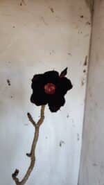 Planta Simples 2977 – 40cm – 03 anos