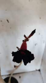 Planta Simples 2977 – 40cm – 03 anos - Imagem 4