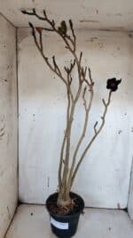 Planta Simples 2977 – 40cm – 03 anos - Imagem 8