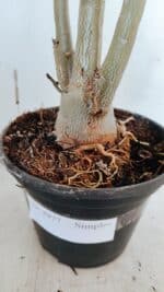 Planta Simples 2977 – 40cm – 03 anos - Imagem 7