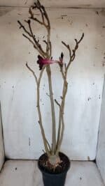 Planta Simples 2977 – 40cm – 03 anos - Imagem 6