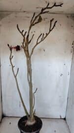 Planta Simples 2977 – 40cm – 03 anos - Imagem 5