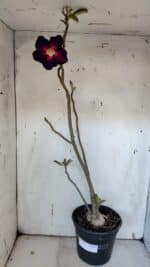 Planta Simples 2979 – 55cm – 04 anos - Imagem 2