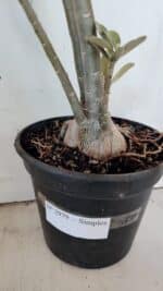 Planta Simples 2979 – 55cm – 04 anos - Imagem 7