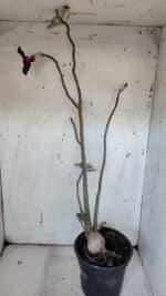 Planta Simples 2979 – 55cm – 04 anos - Imagem 6