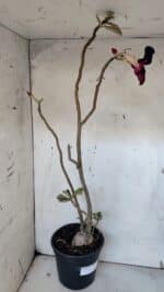 Planta Simples 2979 – 55cm – 04 anos - Imagem 5