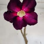 Planta Simples 2979 – 55cm – 04 anos