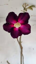 Planta Simples 2979 – 55cm – 04 anos