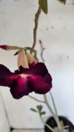 Planta Simples 2979 – 55cm – 04 anos - Imagem 4