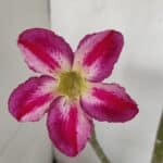 Planta Simples 2980 – 35cm – 03 anos